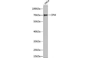 CPM antibody