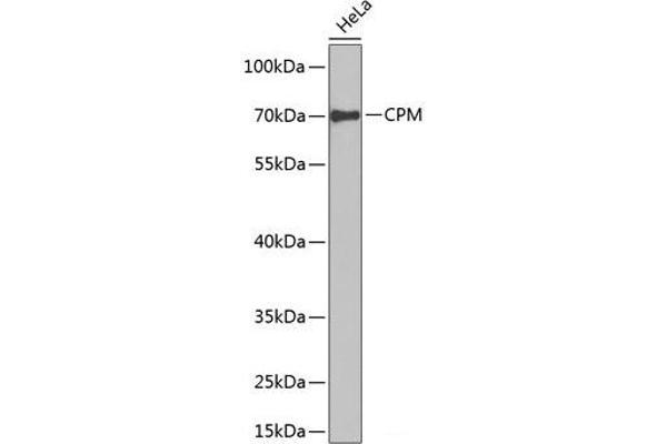 CPM antibody