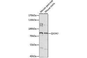Western blot analysis of extracts of various cell lines, using QSOX2 antibody (ABIN6293741) at 1:1000 dilution. (QSOX2 antibody)
