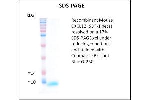 SDS-PAGE (SDS) image for Stromal Cell Derived Factor 1 beta (SDF1b) (Active) protein (ABIN5509389) (SDF1 beta Protein)
