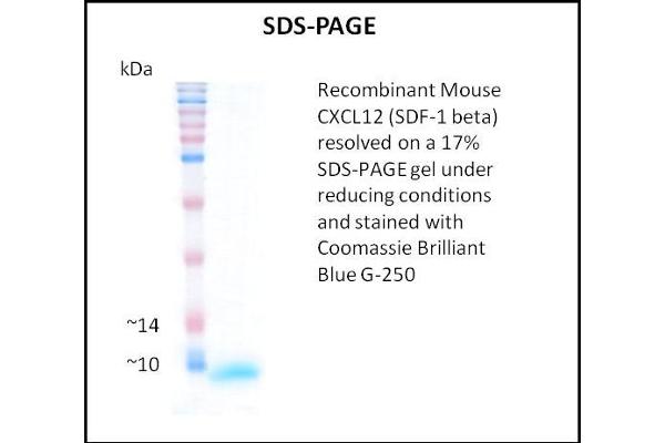 SDF1 beta 蛋白