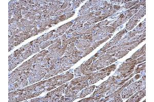 IHC-P Image UQCRC1 antibody [N1N3] detects UQCRC1 protein at mitochondria on mouse heart by immunohistochemical analysis. (UQCRC1 antibody)
