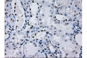 Immunohistochemical staining of paraffin-embedded prostate tissue using anti-PSMA7mouse monoclonal antibody.