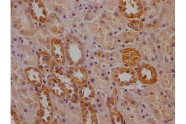 PCNT antibody  (AA 250-600)
