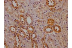IHC image of ABIN7162877 diluted at 1:200 and staining in paraffin-embedded human kidney tissue performed on a Leica BondTM system. (PCNT antibody  (AA 250-600))