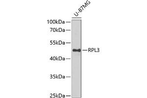 Western blot analysis of extracts of U-87MG cells, using RPL3 antibody (ABIN6128684, ABIN6147132, ABIN6147134 and ABIN6222730) at 1:1000 dilution. (RPL3 antibody  (AA 1-260))