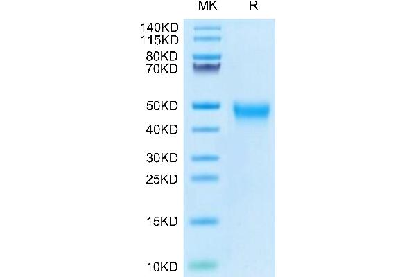 TIM3 Protein (AA 22-200) (His-Avi Tag,Biotin)