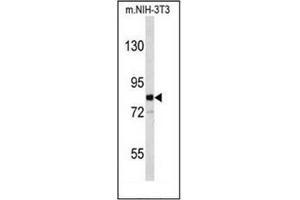 Western blot analysis of EVI5 Antibody (Center) in mouse NIH-3T3 cell line lysates (35ug/lane). (EVI5 antibody  (Middle Region))