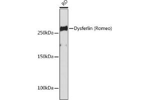 Western blot analysis of extracts of RD cells, using Dysferlin (Romeo) Rabbit mAb (ABIN7266868) at 1:1000 dilution. (Dysferlin antibody)