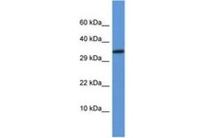 Image no. 1 for anti-Vestigial Like 2 (VGLL2) (AA 49-98) antibody (ABIN6746323) (VGLL2 antibody  (AA 49-98))