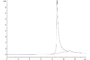 The purity of Human APRIL Trimer is greater than 95 % as determined by SEC-HPLC. (TNFSF13 Protein (AA 112-250, Trimer) (His-DYKDDDDK Tag))