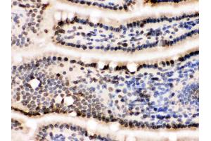 Immunohistochemistry (IHC) image for anti-Lamin B1 (LMNB1) (AA 266-583) antibody (ABIN3042505)