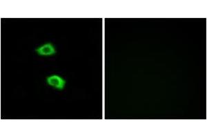 Immunofluorescence analysis of LOVO cells, using OR51B5 Antibody. (OR51B5 antibody  (AA 200-249))
