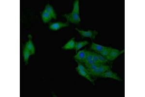 Immunofluorescent analysis of Hela cells using ABIN7167807 at dilution of 1:100 and Alexa Fluor 488-congugated AffiniPure Goat Anti-Rabbit IgG(H+L)