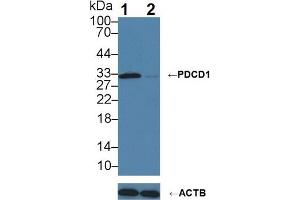 Knockout Varification: Lane 1: Wild-type Jurkat cell lysate; Lane 2: PDCD1 knockout Jurkat cell lysate; Predicted MW: 32kDa Observed MW: 32kDa Primary Ab: 3µg/ml Rabbit Anti-Human PDCD1 Antibody Second Ab: 0. (PD-1 antibody  (AA 41-132))