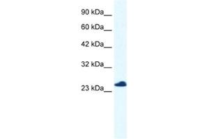 Western Blotting (WB) image for anti-Chromosome 14 Open Reading Frame 166 (C14orf166) antibody (ABIN2460980) (C14orf166 antibody)