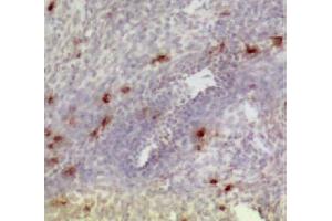 Frozen chicken ovary section was stained with Mouse Anti-Chicken CD3-UNLB (CD3 antibody)