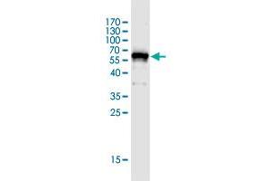 Western Blot detection against Immunogen (67. (HAUS7 antibody  (AA 1-368))