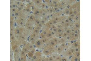Figure. (PSMA1 antibody  (AA 16-263))