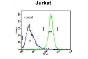 Flow Cytometry (FACS) image for anti-Angel Homolog 1 (ANGEL1) antibody (ABIN3003977) (ANGEL1 antibody)