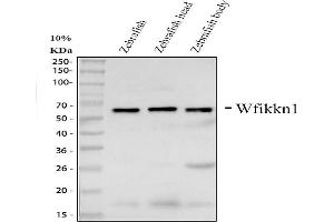 Western blot analysis of Wfikkn1 using anti-Wfikkn1 antibody (ABIN7603829).