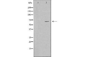 SLU7 antibody  (Internal Region)