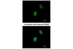 ICC/IF Image Immunofluorescence analysis of paraformaldehyde-fixed HeLa, using FHL5, antibody at 1:500 dilution. (FHL5 antibody)