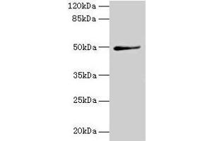 Western blot All lanes: TRIP13 antibody at 1 μg/mL + A549 whole cell lysate Secondary Goat polyclonal to rabbit IgG at 1/10000 dilution Predicted band size: 49, 23 kDa Observed band size: 49 kDa (TRIP13 antibody  (AA 181-390))