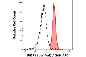 Separation of MOLT-4 cells (red-filled) from CaCo-2 cells (black-dashed) in flow cytometry analysis (intracellular staining) of cellular suspensions of MOLT-4 and CaCo-2 cell lines stained using anti-SHIP1 (SHIP-01) purified antibody (concentration in sample 1 μg/mL, GAM APC). (INPP5D antibody  (N-Term))