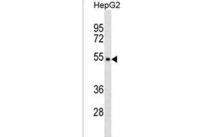 TPE Antibody (Center) (ABIN1537828 and ABIN2838253) western blot analysis in HepG2 cell line lysates (35 μg/lane). (TMPPE antibody  (AA 133-161))