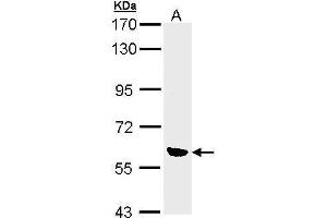 WB Image Sample (30 ug of whole cell lysate) A: 293T 7.