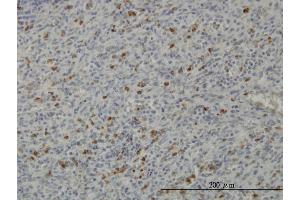 Immunoperoxidase of monoclonal antibody to PRKAA1 on formalin-fixed paraffin-embedded human spleen. (PRKAA1 antibody  (AA 451-550))