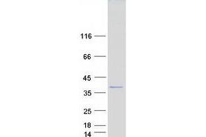 Validation with Western Blot (SCNM1 Protein (Myc-DYKDDDDK Tag))