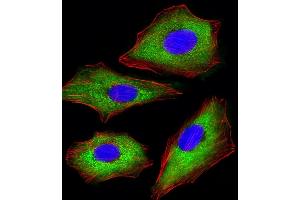 Immunofluorescent analysis of 4 % paraformaldehyde-fixed, 0. (CDK5 antibody)
