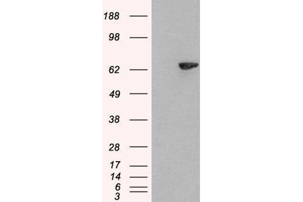 SH2B3 antibody  (N-Term)