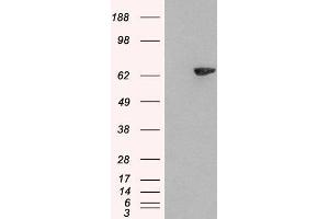 HEK293 overexpressing SH2B3 (ABIN5437172) and probed with ABIN185272 (mock transfection in first lane).