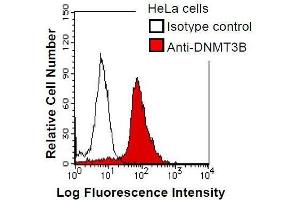HeLa cells were fixed in 2% paraformaldehyde/PBS and then permeabilized in 90% methanol. (DNMT3B antibody)