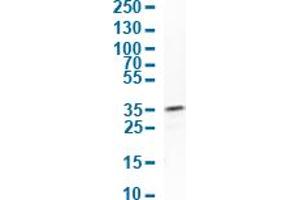 Western Blot analysis of human cell line A-431. (FGFBP1 antibody  (AA 89-226))