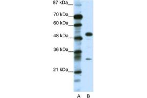 Western Blotting (WB) image for anti-Glial Cells Missing Homolog 1 (GCM1) antibody (ABIN2463829) (GCM1 antibody)