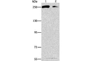 Western blot analysis of Lovo and 293T cell, using EIF4G1 Polyclonal Antibody at dilution of 1:450