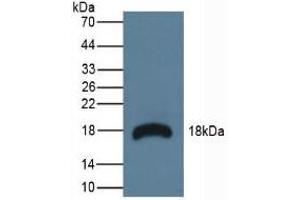 Figure. (RNASE3 antibody  (AA 34-150))