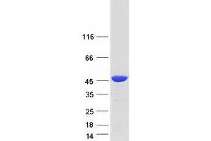Western Blotting (WB) image for RNA Binding Motif Protein 4 (RBM4) protein (Myc-DYKDDDDK Tag) (ABIN2730615)