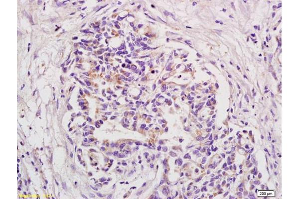 BOD1 antibody  (AA 51-150)