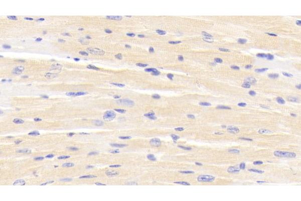 ESRRB antibody  (AA 166-438)