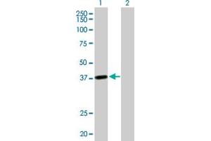 Western Blot analysis of LRRC39 expression in transfected 293T cell line by LRRC39 MaxPab polyclonal antibody. (LRRC39 antibody  (AA 1-335))