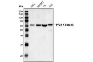 Image no. 1 for anti-Protein Phosphatase 2, Regulatory Subunit A, alpha (PPP2R1A) (C-Term) antibody (ABIN354403) (PPP2R1A antibody  (C-Term))