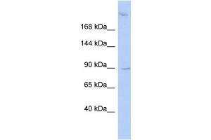 WB Suggested Anti-OSBPL3 Antibody Titration:  0.