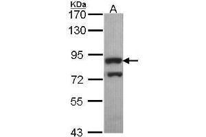 WB Image Sample (30 ug of whole cell lysate) A: Hep G2 , 7. (PWP2 antibody  (Internal Region))