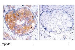 Image no. 2 for anti-Mitogen-Activated Protein Kinase Kinase 2 (MAP2K2) (Thr394) antibody (ABIN197107) (MEK2 antibody  (Thr394))