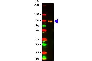 Western Blot of Mouse anti-AKT pS473 antibody Atto 594 Conjugated. (AKT1 antibody  (Internal Region, pSer473) (Atto 594))